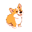 corgi