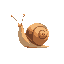 snail from side