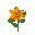 orange flower, top down, illustrative