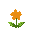orange flower