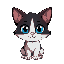 quiero un gato el cual sea negro por arriba blanco por abajo ojos azules orejas por dentro rosadas y las patitas solamente tambien blancas 