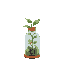 plant in a bottle