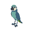parrot