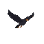 a black bird flying