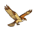 flying hawk, detailed, side view, white outline