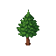 a pine tree