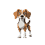 a beagle