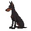 a dark doberman dog with lop-eared ears sits in profile looking into the lop-eared