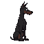 a dark lop-eared doberman dog sits in profile looking into the lop-eared