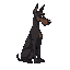 a dark paddle-eared doberman dog sits in profile looking into a fold