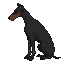 a dark lop-eared doberman dog sits in profile looking into the lop-eared