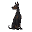 a dark doberman dog sits in profile looking into the distance