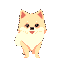 a pomeranian dog 