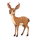 overweight female doe deer