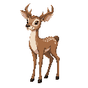 doe deer