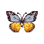 a butterfly. front view