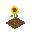 planting a sunflower