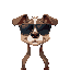 dog with wide face wearing shades