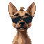 very wide dog with shades (close up)