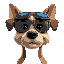 dog with wide face wearing shades