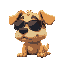 wide dog with shades