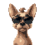 dog with wide face wearing shades. make the frame of the artwork look like a computer screen