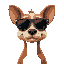 dog with wide face wearing shades