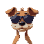 dog with wide face wearing shades