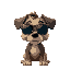 wide dog with shades
