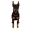 doberman