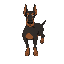 doberman