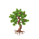 pine tree with a twisted trunk visible roots layered triangular green foliage and small pinecones clean and colorful no ground or soil beneath the tree