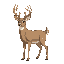 whitetail deer