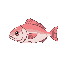 halibut , fish , npc , pink