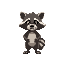 a raccoon