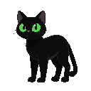 gato preto com os olhos verdes de quatro patas