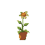 flower in a pot