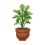 ficus in a pot