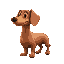 dog dachshund but the body of a dachshund is an hotdog