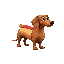 dog dachshund but the body of a dachshund is an hotdog
