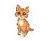 a cat