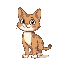 a cat