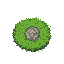 tall grass