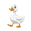 white duck walking