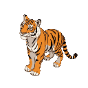 jagd tiger