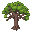 oak tree large and old