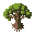 oak tree large and old