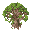 oak tree large and old