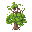 oak tree large and old