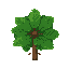 pine tree sapling